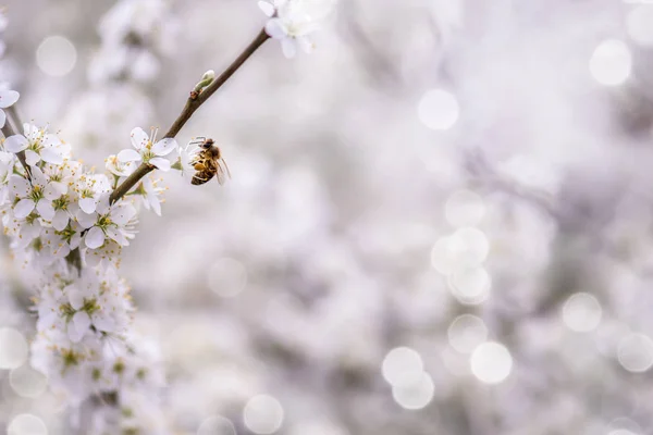 Honey Bee White Flower Collecting Pollen Nectar Make Honey Blurred — Stock Photo, Image