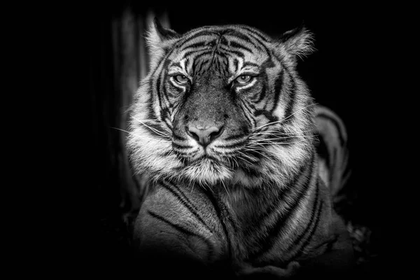 Blanco Negro Hermoso Tigre Aislado Sobre Fondo Negro —  Fotos de Stock