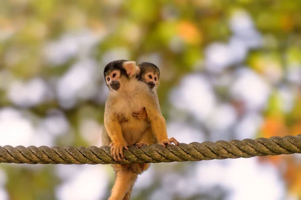 Mamá Bebé Monos Sentado Cuerda Naturaleza —  Fotos de Stock