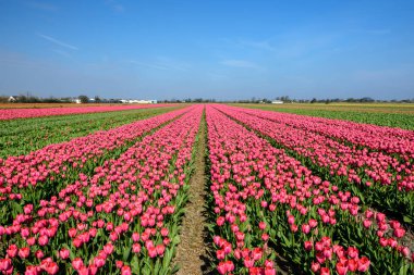 ısmarlayarak renkli Lale çiçek, Lisse, Hollanda Batı