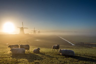 gün batımı görünümü Leidschendam, Güney Hollanda, Hollanda'daki yel değirmenleri ve koyun