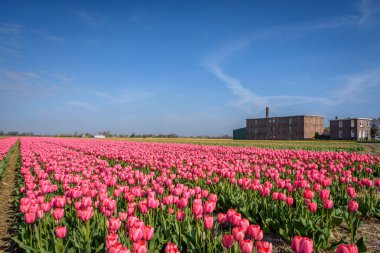 ısmarlayarak renkli Lale çiçek, Lisse, Hollanda Batı
