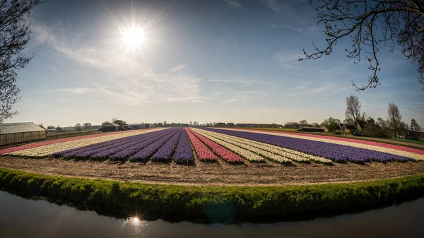 Schilderachtig Uitzicht Van Kleurrijke Tulp Bloemen Lisse West Nederland — Stockfoto