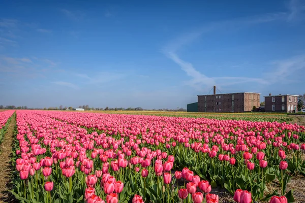 Vista Pitoresca Flores Tulipa Coloridas Lisse Oeste Dos Países Baixos — Fotografia de Stock