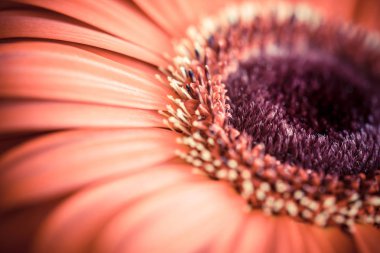Güzel kırmızı Gerbera. Hollanda çiçek