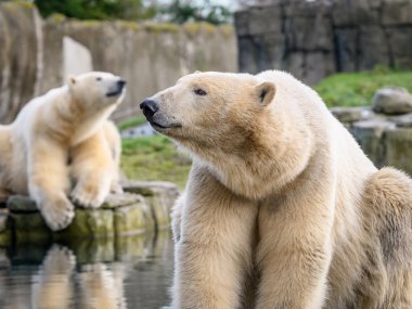 Kutup ayısı (Ursus maritimus), Aile