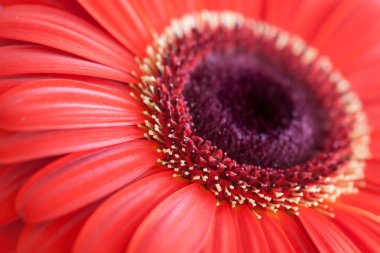Güzel kırmızı Gerbera. Hollanda çiçek