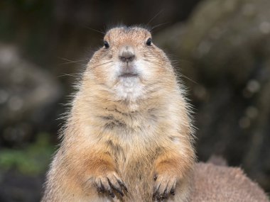 Portrait of Black-tailed prairie dog (Cynomys ludovicianus) on blurred background clipart