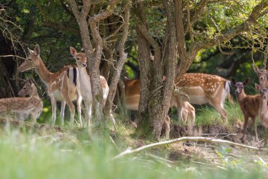 Aile geyik dunes, Hollanda