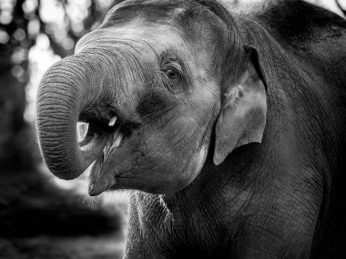Siyah ve beyaz fotoğraf Asya fili
