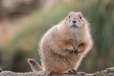 Portrait of Black-tailed prairie dog (Cynomys ludovicianus) on blurred background clipart