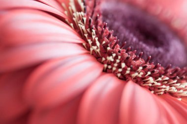 Güzel kırmızı Gerbera. Hollanda çiçek