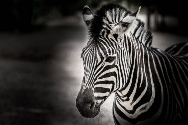 zebra koyu arka plan üzerinde siyah beyaz portre