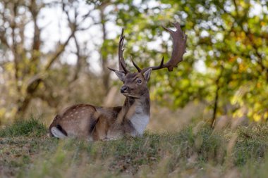 Alageyik bulanık arka planda, dama dama