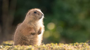 Black-tailed prairie dog on blurred background clipart
