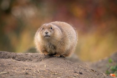 Prairie dog on blurred background. Beautiful red autumn colors as a background clipart