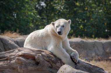 Kutup ayısı (Ursus maritimus) bir kaya üzerinde dinlenme