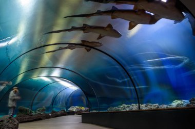 Akvaryum ayağında hayvanat bahçesinde Rotterdam, Hollanda.