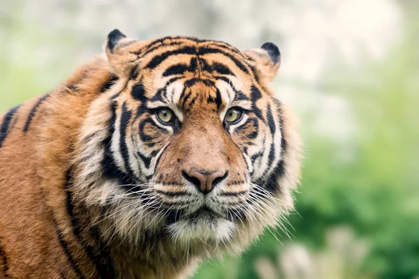 Eyes Tiger Sumatran Nice Soft Background Blurred Background — Stock Photo, Image