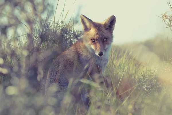 キツネの生息地で草の中に座って観 — ストック写真