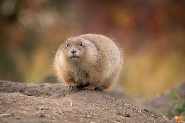 Punxsutawney Phil ortamlarında yakın çekim 