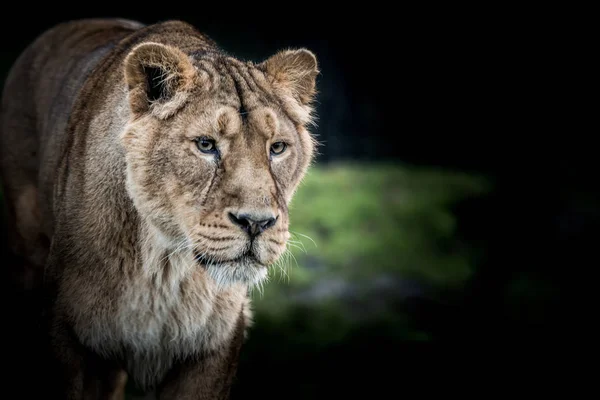 Gli Occhi Leone Asiatico — Foto Stock