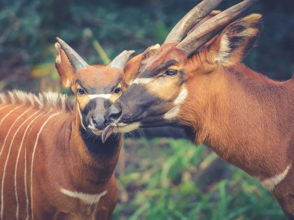 Bongo Család Tragelaphus Eurycerus Szüreti Külsőt — Stock Fotó