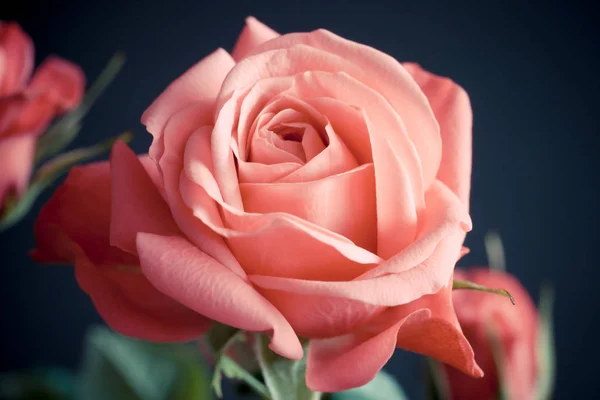 Prinzessin Der Unendlichkeit Rose Auf Weichem Hintergrund Holländische Rosa Blume — Stockfoto