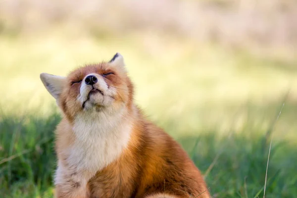 红狐喜欢阳光 模糊的阳光明媚的背景 — 图库照片