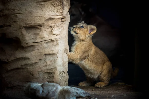 León Cachorro Asiática Está Jugando — Foto de Stock