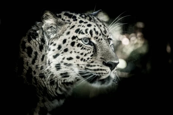 Leopardo Amur Panthera Pardus Orientalis Olhando Atrás Vidro — Fotografia de Stock