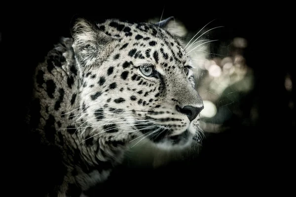Camın arkasında seyir Amur leoparı (Panthera pardus orientalis).