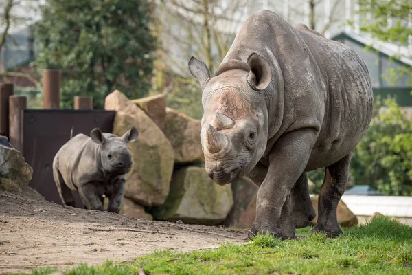 Vista Dos Rinocerontes Zoológico — Foto de Stock