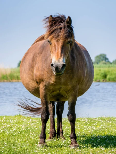 Беременная Дикая Лошадь Размытом Фоне — стоковое фото