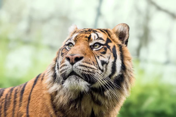 Bir Kaplan Sumatra Gözleri Güzel Yumuşak Arka Plan Arka Plan — Stok fotoğraf