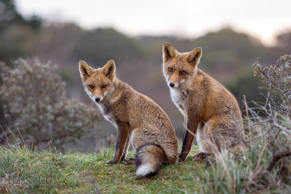 Two red foxes sit together and enjoy the evening sun