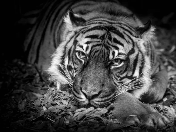 Тигр Черно Белом Глаза Суматранского Тигра — стоковое фото