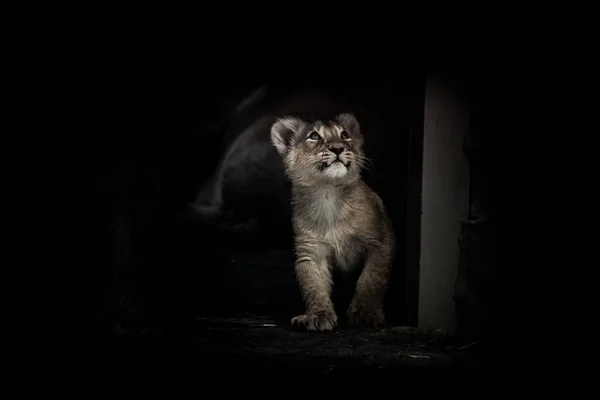 Filhote Leão Asiático Está Jogando — Fotografia de Stock