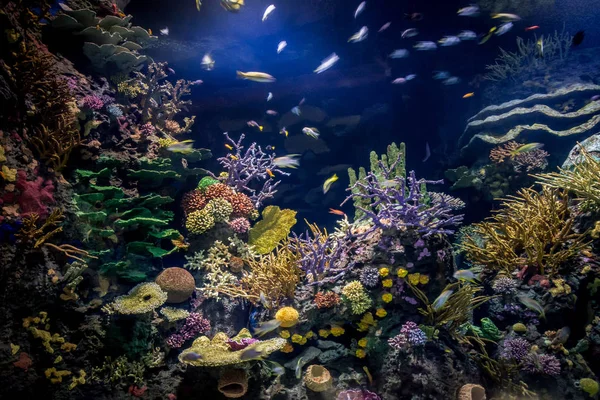 Increíble Momento Acuario Arrecife Coral —  Fotos de Stock