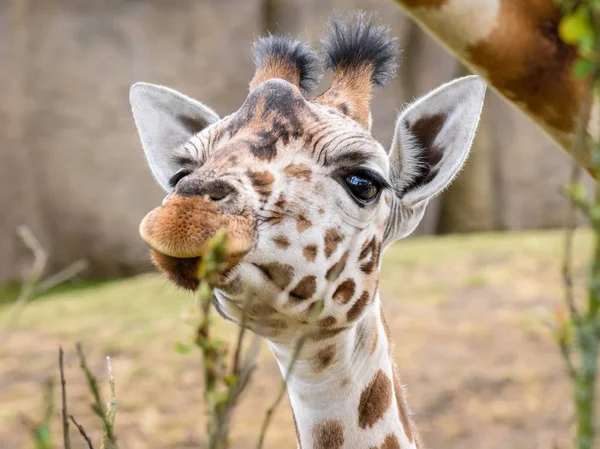 Małe Młode Żyrafa Patrząc Kamerę Zoo Wildlands Emmen Holandii — Zdjęcie stockowe