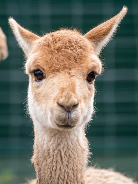 Porträtt Lamadjur Mjuk Bakgrund — Stockfoto