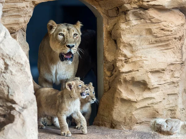 Madre León Con Sus Cachorros León Asiático — Foto de Stock