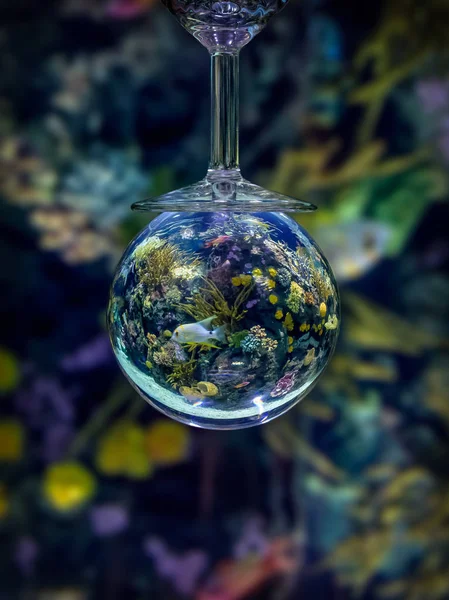 Aquarium Récifal Corallien Travers Une Boule Cristal Photos De Stock Libres De Droits