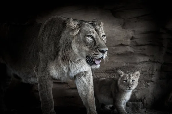 Svartvita Porträtt Kvinnliga Lejon Med Cub Mörk Bakgrund — Stockfoto