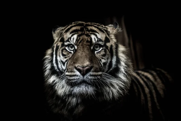 Yeux Tigre Fond Noir Photo De Stock