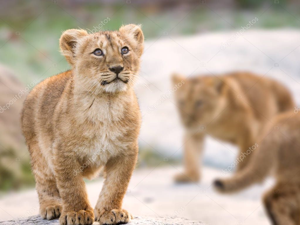 Lion cubs (asiatic) on blurred background