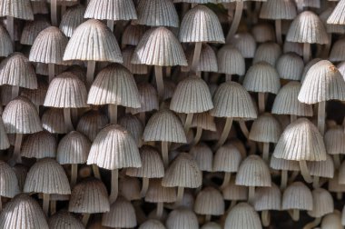 Arka plan olarak adlandırılan mantar (Mycena arcangeliana). Tam ekran Hdr fotoğraf