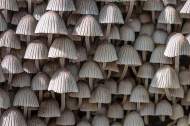 Background of mushroom called (Mycena arcangeliana). Fullsize HDR PHOTO clipart