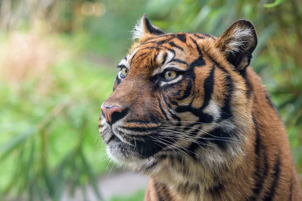 Szem Egy Tigris Elmosódott Háttér — Stock Fotó