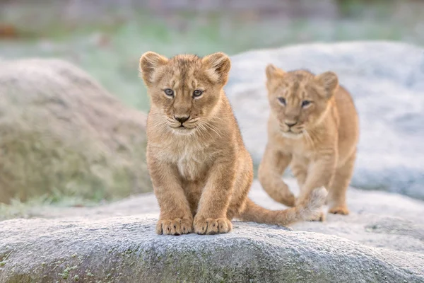 Lion Cubs Asiatic Blurred Background Royalty Free Stock Images